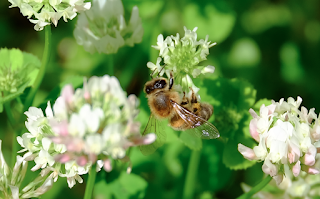 Ali, antenne, pungiglioni, pistilli, petali, foglie, nettare e polline Ali, antenne, pungiglioni, pistilli, petali, foglie, nettare e polline