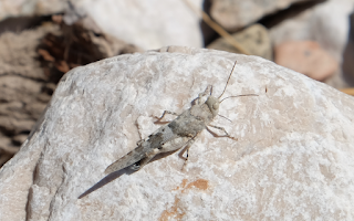 Ali, antenne, pungiglioni, pistilli, petali, foglie, nettare e polline Ali, antenne, pungiglioni, pistilli, petali, foglie, nettare e polline