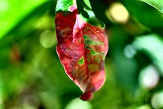 Ali, antenne, pungiglioni, pistilli, petali, foglie, nettare e polline Ali, antenne, pungiglioni, pistilli, petali, foglie, nettare e polline