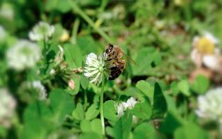 Ali, antenne, pungiglioni, pistilli, petali, foglie, nettare e polline Ali, antenne, pungiglioni, pistilli, petali, foglie, nettare e polline