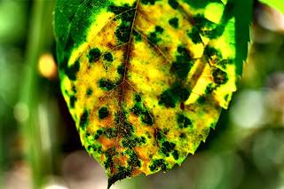 Ali, antenne, pungiglioni, pistilli, petali, foglie, nettare e polline Ali, antenne, pungiglioni, pistilli, petali, foglie, nettare e polline