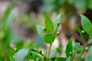 Ali, antenne, pungiglioni, pistilli, petali, foglie, nettare e polline Ali, antenne, pungiglioni, pistilli, petali, foglie, nettare e polline