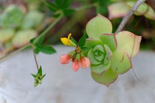 Ali, antenne, pungiglioni, pistilli, petali, foglie, nettare e polline Ali, antenne, pungiglioni, pistilli, petali, foglie, nettare e polline