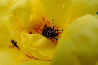 Ali, antenne, pungiglioni, pistilli, petali, foglie, nettare e polline Ali, antenne, pungiglioni, pistilli, petali, foglie, nettare e polline