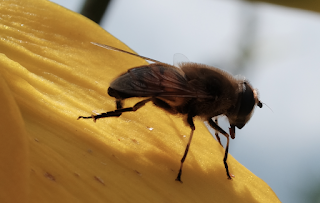 Ali, antenne, pungiglioni, pistilli, petali, foglie, nettare e polline Ali, antenne, pungiglioni, pistilli, petali, foglie, nettare e polline