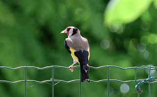 Ali, antenne, pungiglioni, pistilli, petali, foglie, nettare e polline Ali, antenne, pungiglioni, pistilli, petali, foglie, nettare e polline