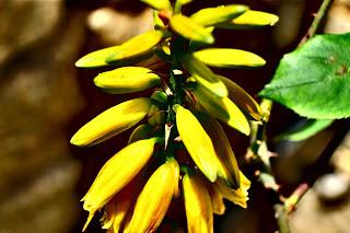Ali, antenne, pungiglioni, pistilli, petali, foglie, nettare e polline Ali, antenne, pungiglioni, pistilli, petali, foglie, nettare e polline