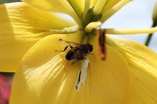 Ali, antenne, pungiglioni, pistilli, petali, foglie, nettare e polline Ali, antenne, pungiglioni, pistilli, petali, foglie, nettare e polline