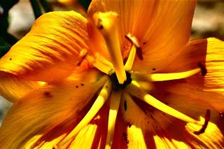 Ali, antenne, pungiglioni, pistilli, petali, foglie, nettare e polline Ali, antenne, pungiglioni, pistilli, petali, foglie, nettare e polline