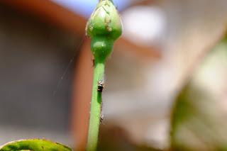 Ali, antenne, pungiglioni, pistilli, petali, foglie, nettare e polline Ali, antenne, pungiglioni, pistilli, petali, foglie, nettare e polline