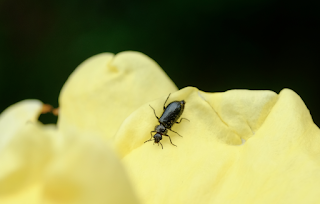 Ali, antenne, pungiglioni, pistilli, petali, foglie, nettare e polline Ali, antenne, pungiglioni, pistilli, petali, foglie, nettare e polline