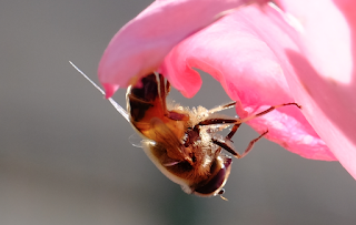 Ali, antenne, pungiglioni, pistilli, petali, foglie, nettare e polline Ali, antenne, pungiglioni, pistilli, petali, foglie, nettare e polline