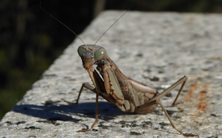 Ali, antenne, pungiglioni, pistilli, petali, foglie, nettare e polline Ali, antenne, pungiglioni, pistilli, petali, foglie, nettare e polline