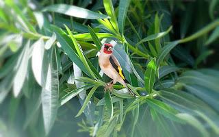 Ali, antenne, pungiglioni, pistilli, petali, foglie, nettare e polline Ali, antenne, pungiglioni, pistilli, petali, foglie, nettare e polline