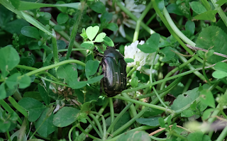 Ali, antenne, pungiglioni, pistilli, petali, foglie, nettare e polline Ali, antenne, pungiglioni, pistilli, petali, foglie, nettare e polline