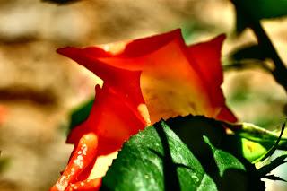 Ali, antenne, pungiglioni, pistilli, petali, foglie, nettare e polline Ali, antenne, pungiglioni, pistilli, petali, foglie, nettare e polline