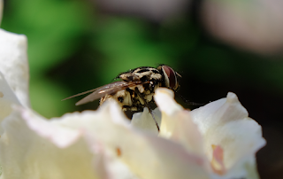Ali, antenne, pungiglioni, pistilli, petali, foglie, nettare e polline Ali, antenne, pungiglioni, pistilli, petali, foglie, nettare e polline