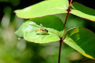 Ali, antenne, pungiglioni, pistilli, petali, foglie, nettare e polline Ali, antenne, pungiglioni, pistilli, petali, foglie, nettare e polline
