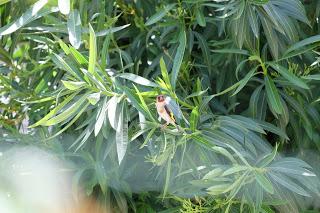 Ali, antenne, pungiglioni, pistilli, petali, foglie, nettare e polline Ali, antenne, pungiglioni, pistilli, petali, foglie, nettare e polline