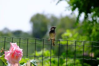 Ali, antenne, pungiglioni, pistilli, petali, foglie, nettare e polline Ali, antenne, pungiglioni, pistilli, petali, foglie, nettare e polline