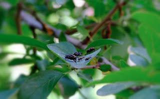 Ali, antenne, pungiglioni, pistilli, petali, foglie, nettare e polline Ali, antenne, pungiglioni, pistilli, petali, foglie, nettare e polline
