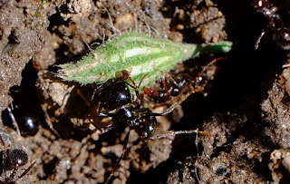 Ali, antenne, pungiglioni, pistilli, petali, foglie, nettare e polline Ali, antenne, pungiglioni, pistilli, petali, foglie, nettare e polline