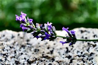 Ali, antenne, pungiglioni, pistilli, petali, foglie, nettare e polline Ali, antenne, pungiglioni, pistilli, petali, foglie, nettare e polline