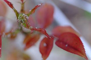 Ali, antenne, pungiglioni, pistilli, petali, foglie, nettare e polline Ali, antenne, pungiglioni, pistilli, petali, foglie, nettare e polline