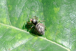 Ali, antenne, pungiglioni, pistilli, petali, foglie, nettare e polline Ali, antenne, pungiglioni, pistilli, petali, foglie, nettare e polline