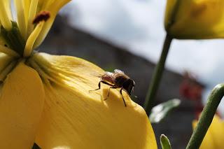 Ali, antenne, pungiglioni, pistilli, petali, foglie, nettare e polline Ali, antenne, pungiglioni, pistilli, petali, foglie, nettare e polline