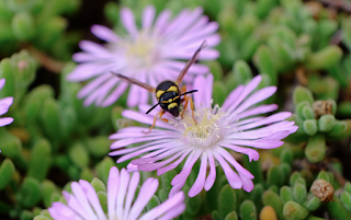 Ali, antenne, pungiglioni, pistilli, petali, foglie, nettare e polline Ali, antenne, pungiglioni, pistilli, petali, foglie, nettare e polline