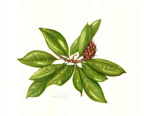 Magnolia grandiflora Magnolia grandiflora