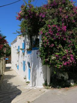 Bougainvillea_Greece Bougainvillea_Greece