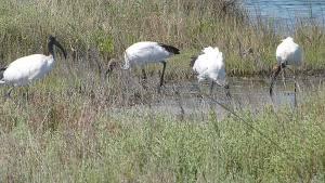 Ibis sacro nel Delta del Po Ibis sacro nel Delta del Po