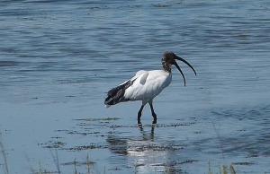 Ibis sacro nel Delta del Po Ibis sacro nel Delta del Po