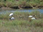 Ibis sacro nel Delta del Po Ibis sacro nel Delta del Po