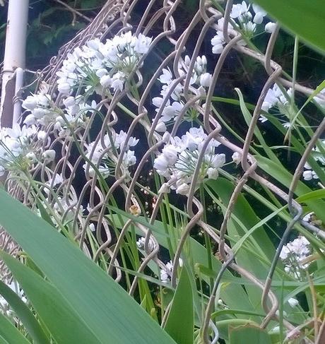 Le piante lungo il sentiero nel bosco .... l' aglio orsino aglio orsino