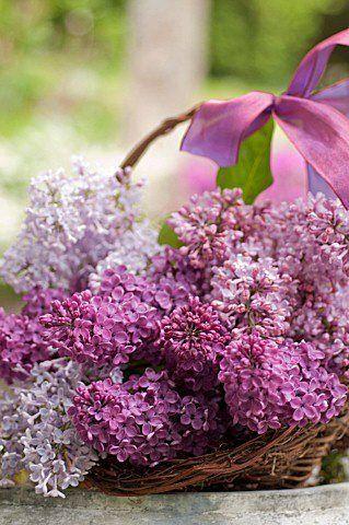 COLOR TREND: LILAC SHADES FOR SUMMER COLOR TREND: LILAC SHADES FOR SUMMER