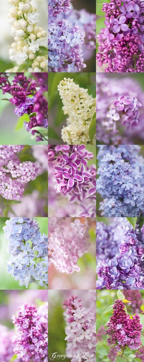 COLOR TREND: LILAC SHADES FOR SUMMER COLOR TREND: LILAC SHADES FOR SUMMER