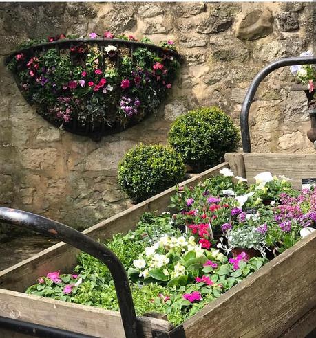 Uno strepitoso cottage inglese L'immagine può contenere: pianta e fiore