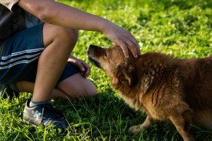 Perché gli animali domestici prevengono le allergie nei bambini? bambino cane