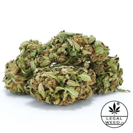 Marijuana marijuana legale