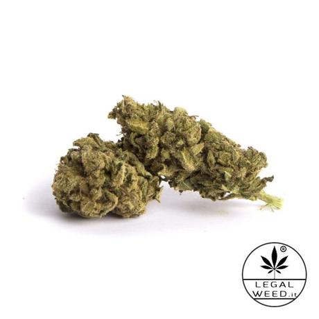 Marijuana maria salvador