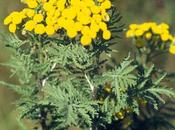 Antiparassitari naturali, infuso Tanaceto contro acari, afidi lepidotteri