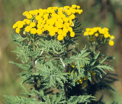 Antiparassitari naturali, infuso di Tanaceto contro acari, afidi e lepidotteri