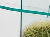 pungente design della cactus chair