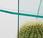 pungente design della cactus chair