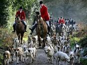 caccia alla volpe...
