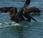 marea nera: salvate uccelli!