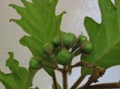 Solanum torvum, ottenere frutti innestarlo melanzana?